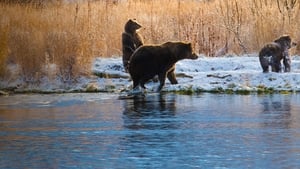 Alaska’s Grizzly Gauntlet (2018)