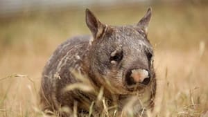 Wild Australia Realm of the Wombat
