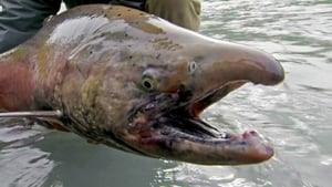 River Monsters: 7×4