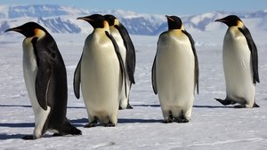 March of the Penguins การเดินทางของจักรพรรดิ (2005)