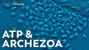 Is the Mitochondria Always the Powerhouse of the Cell? still