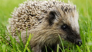 David Attenborough’s Natural Curiosities: 2×2