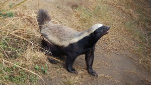 Nature Honey Badgers: Masters of Mayhem