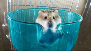 Pets: Wild at Heart S1E1