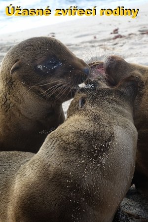 Amazing Animal Families