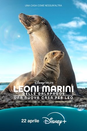 Image Leoni marini delle Galapagos – Una nuova casa per Leo