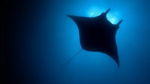 Au coeur des océans – La Planète bleue