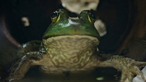 Nightmares of Nature: 1×1