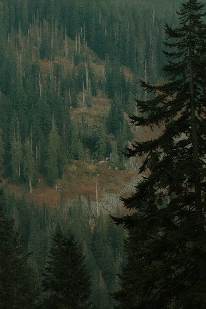 The Trees 13