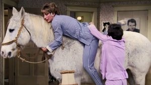 The Horse Show