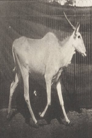 Image Eland Trotting