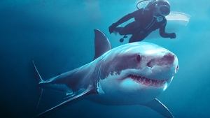 مشاهدة الوثائقي Playing with Sharks: The Valerie Taylor Story 2021 مترجم