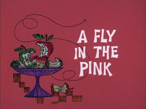 A Fly in the Pink