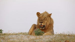 Still from Adapt or Die