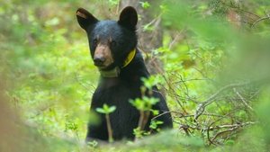 Wild Bear Rescue