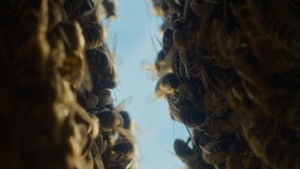 The Quiet Beekeeper (2026)