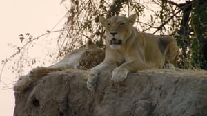 Lion Dynasty: A Matter of Pride film complet