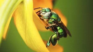 Mexico: Earth’s Festival of Life