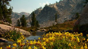 Disappearing Meadows | StreamHub