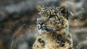 The Frozen Kingdom of The Snow Leopard (2020)