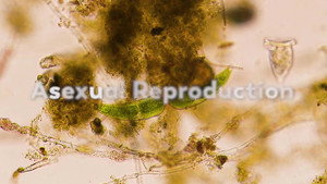 How Do Microorganisms Reproduce? still