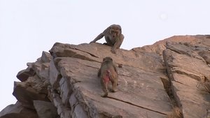 Asian Primates