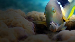 Blue Planet