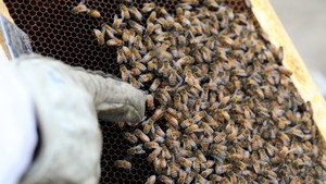 Secrets of the Bees: 1×1