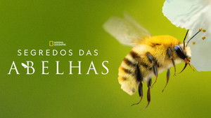 Segredos das Abelhas