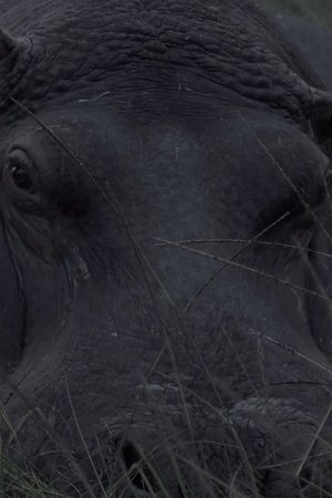 Hippos in Gravitas