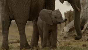 Mara: Rebirth