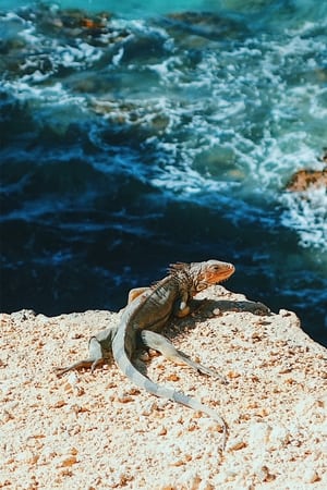 Image 自然世界：波多黎各-魅力之岛