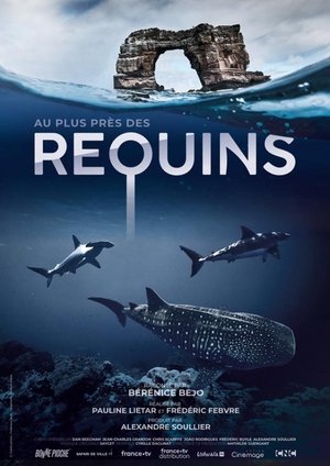 Poster Au plus près des requins 2022