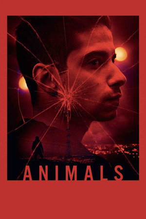 Animals 12
