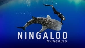 poster Ningaloo Nyinggulu