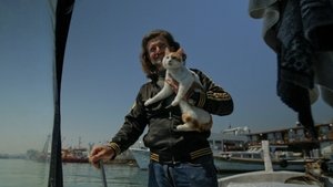 Kedi (Gatos de Estambul) (2017)