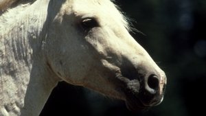 Nature Cloud: Wild Stallion of the Rockies