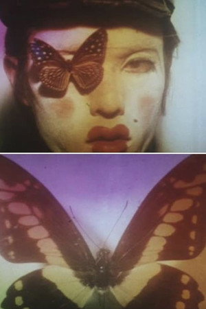Butterfly 11