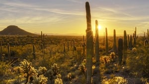 America's National Parks Saguaro