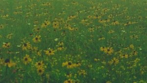 Mountain Wildflowers