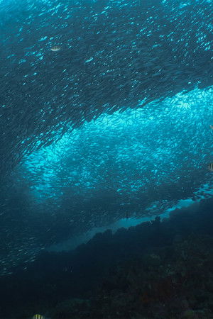 Inside the Enchanted Waterways