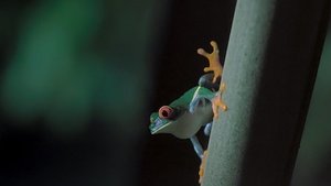 Jungles nocturnes