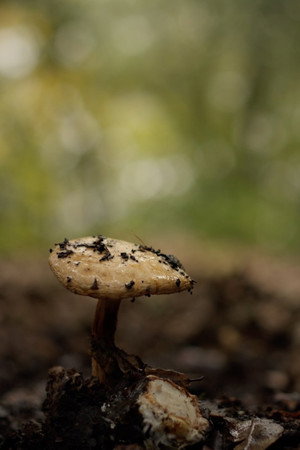 Mycélium 8