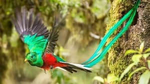 Guatemala - Sauver le quetzal, l'oiseau sacré des Mayas