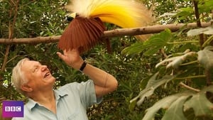 Birds of Paradise film complet