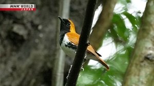 Journeys in Japan: 14×17