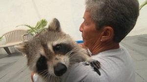 Unlikely Animal Friends Modern Family