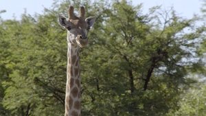 Africa's Wild Horizons Vredefort Dome: Crater of Life