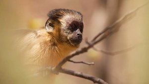 Chico the Baby Capuchin