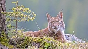 Nature The Alps: The High Life